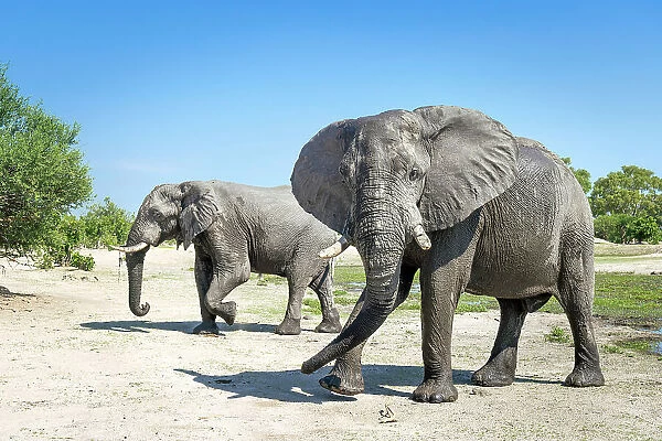 Elephant bulls at the water, Okavango Delta, Botswana