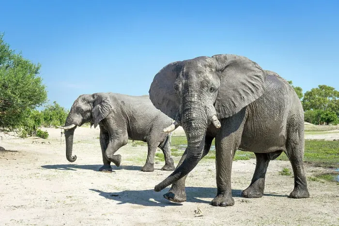Framed Print : Elephant bulls at the water, Okavango Delta, Botswana Framed Print : Elephant bulls at the water, Okavango Delta, Botswana