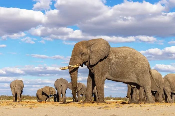 Framed Print : Elephant bulls at a waterhole, Savute, Botswana Framed Print : Elephant bulls at a waterhole, Savute, Botswana