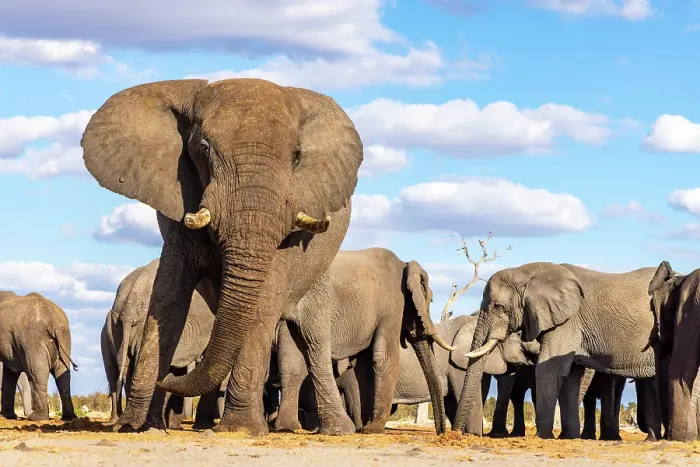 Framed Print : Elephant bulls at a waterhole, Savute, Botswana Framed Print : Elephant bulls at a waterhole, Savute, Botswana