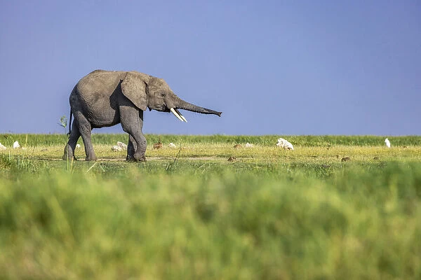 Elephant Calf, Amboseli National Park, Kenya