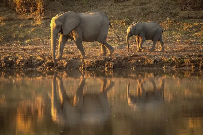 Framed Print : Elephant and calf on the banks of the Luangwa River, South Luangwa National Park, Zambia