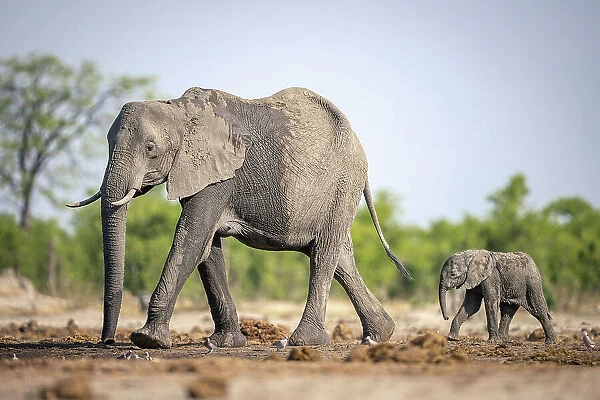 Elephant calf and mother, Okavango Delta, Botswana