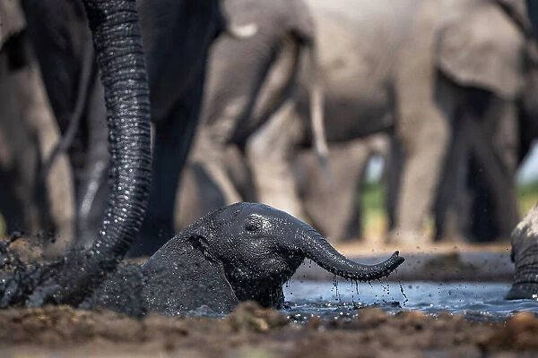 Elephant Calf, Okavango Delta, Botswana