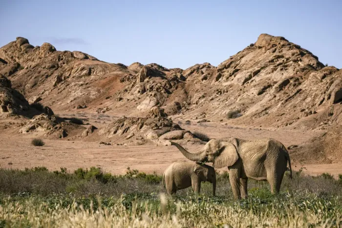 Framed Print : Elephant and calf, Skeleton Coast National Park, Namibia