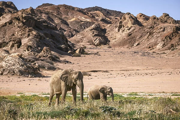 Elephant and calf, Skeleton Coast National Park, Namibia
