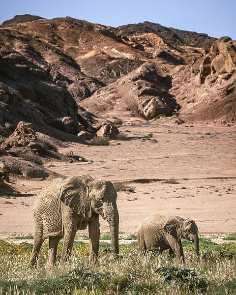 Elephant and calf, Skeleton Coast National Park, Namibia