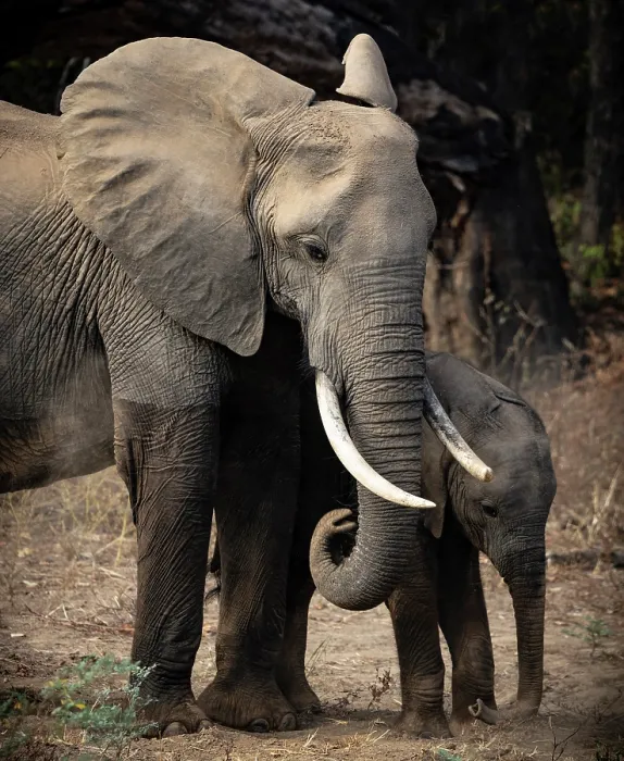 Framed Print : Elephant and calf, South Luangwa National Park, Zambia Framed Print : Elephant and calf, South Luangwa National Park, Zambia