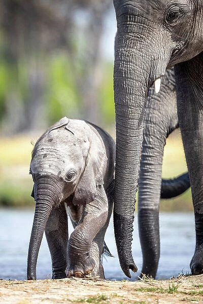 Elephant calf at the water, Okavango Delta, Botswana