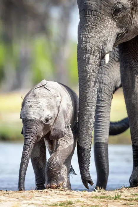 Framed Print : Elephant calf at the water, Okavango Delta, Botswana