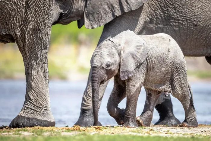 Framed Print : Elephant calf at the water, Okavango Delta, Botswana