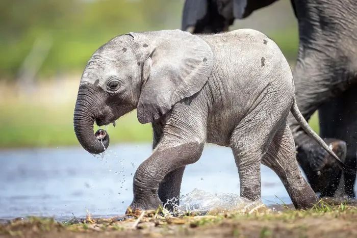 Framed Print : Elephant calf at the water, Okavango Delta, Botswana