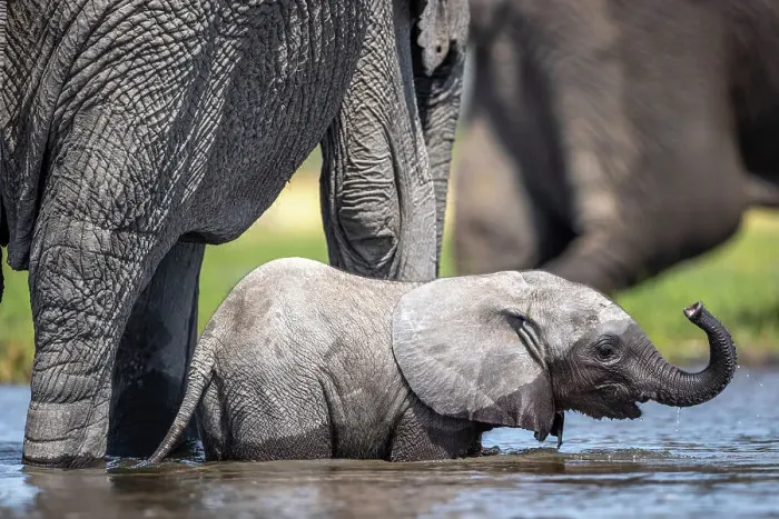 Framed Print : Elephant calf in the water, Okavango Delta, Botswana
