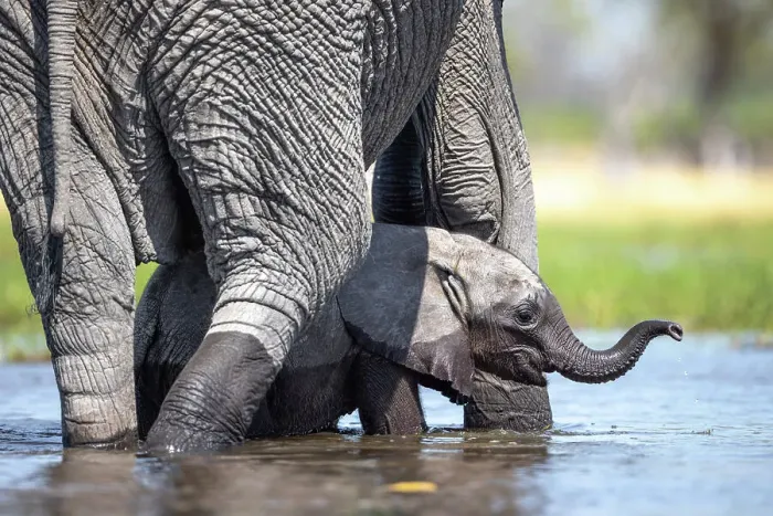 Framed Print : Elephant calf in the water, Okavango Delta, Botswana