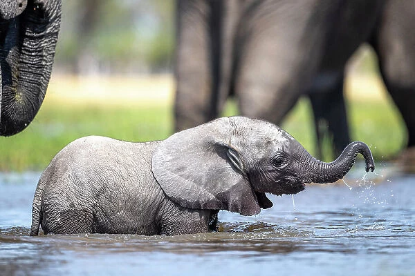 Elephant calf in the water, Okavango Delta, Botswana