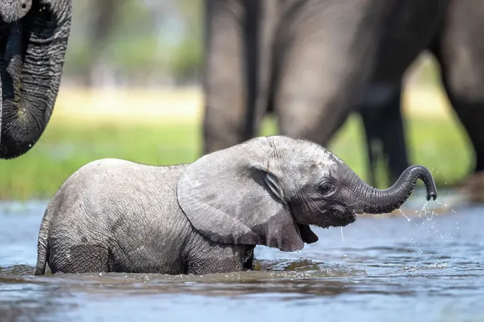 Framed Print : Elephant calf in the water, Okavango Delta, Botswana