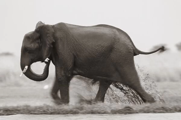 Elephant, Chobe Nat Pk, Botswana, Africa