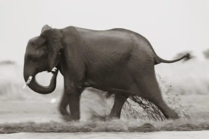 Framed Print : Elephant, Chobe Nat Pk, Botswana, Africa