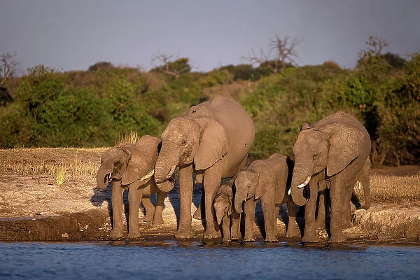 Elephant, Chobe River, Botswana