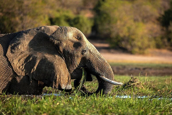 Elephant, Chobe River, Botswana