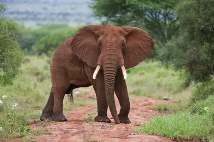 Framed Print : An elephant covered in red dust blocks a track in Kenyas Tsavo West National Park