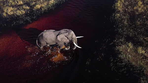 Elephant crossing a river from above, Okavango Delta, Botswana