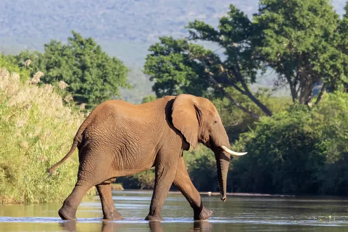 Framed Print : Elephant crossing river, Zimanga Private Game Reserve, Natal, South Africa Framed Print : Elephant crossing river, Zimanga Private Game Reserve, Natal, South Africa