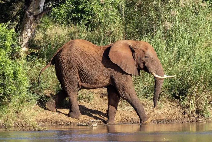 Framed Print : Elephant crossing river, Zimanga Private Game Reserve, Natal, South Africa Framed Print : Elephant crossing river, Zimanga Private Game Reserve, Natal, South Africa