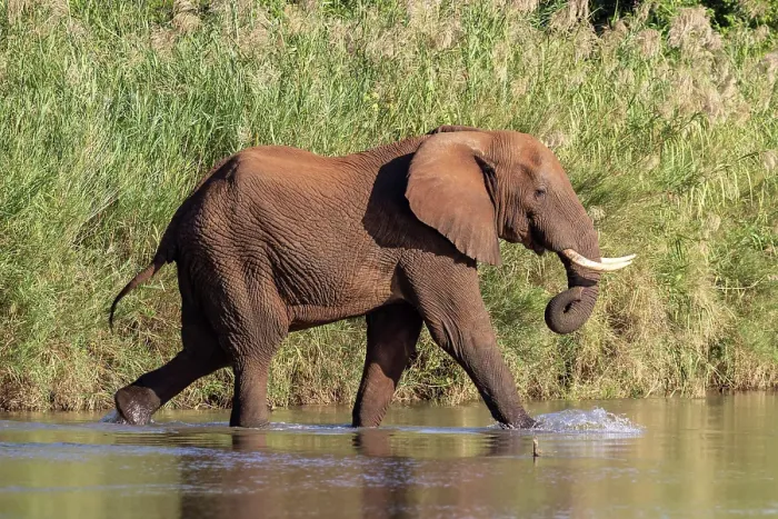 Framed Print : Elephant crossing river, Zimanga Private Game Reserve, Natal, South Africa Framed Print : Elephant crossing river, Zimanga Private Game Reserve, Natal, South Africa