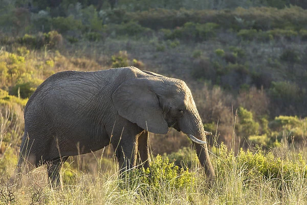 Elephant at dawn, Botlierskop Private Game Reserve, Western Cape, South Africa