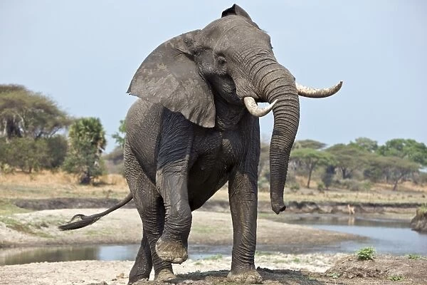 An elephant displays aggression on the banks of the Katuma River