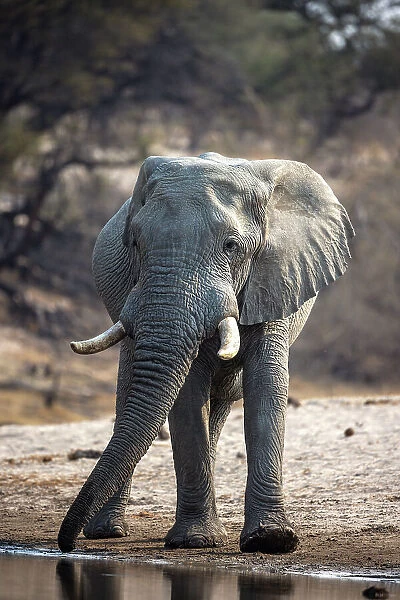 Elephant drinking, Boteti River, Botswana