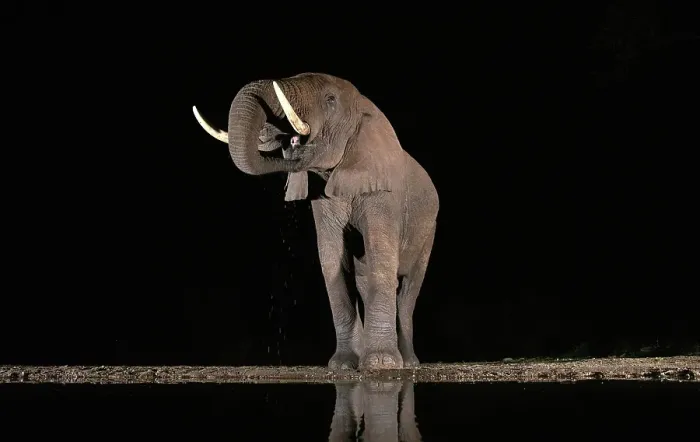 Framed Print : Elephant drinking from floodlit watering hole at night, Zimanga Private Game Reserve, Natal, South Africa Framed Print : Elephant drinking from floodlit watering hole at night, Zimanga Private Game Reserve, Natal, South Africa