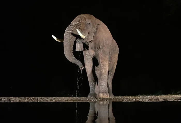 Framed Print : Elephant drinking from floodlit watering hole at night, Zimanga Private Game Reserve, Natal, South Africa Framed Print : Elephant drinking from floodlit watering hole at night, Zimanga Private Game Reserve, Natal, South Africa