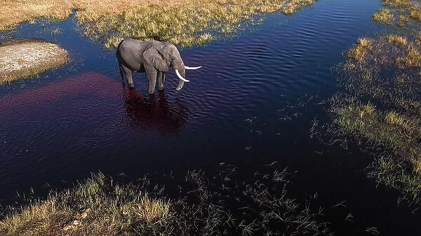 Elephant drinking water from above, Okavango Delta, Botswana