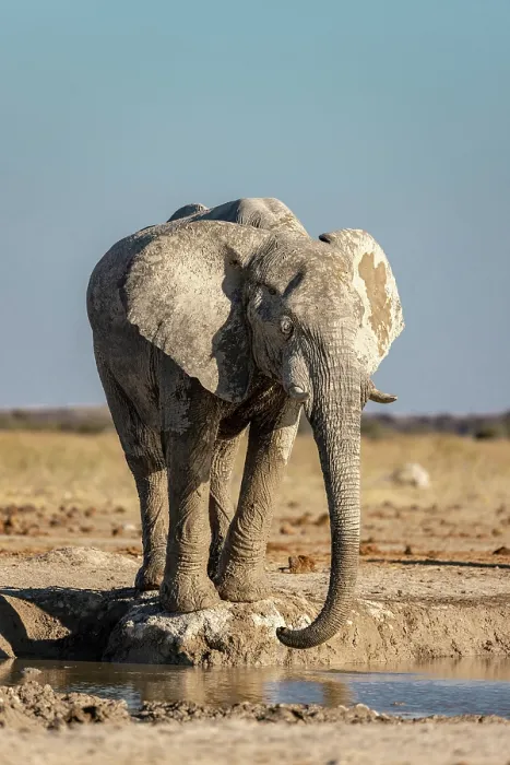 Framed Print : Elephant Drinking at a waterhole, Nxai Pan National Park, Botswana Framed Print : Elephant Drinking at a waterhole, Nxai Pan National Park, Botswana