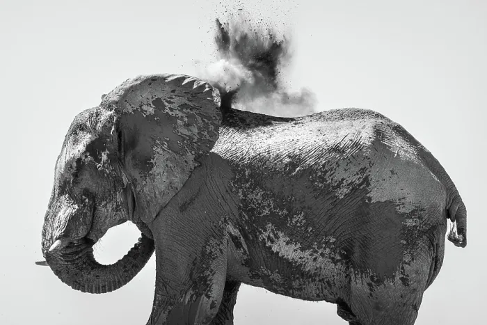 Framed Print : Elephant dust bathing, Nxai Pan National Park, Botswana Framed Print : Elephant dust bathing, Nxai Pan National Park, Botswana