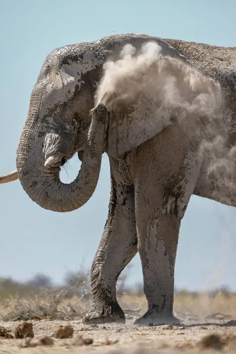 Framed Print : Elephant dust bathing, Nxai Pan National Park, Botswana Framed Print : Elephant dust bathing, Nxai Pan National Park, Botswana