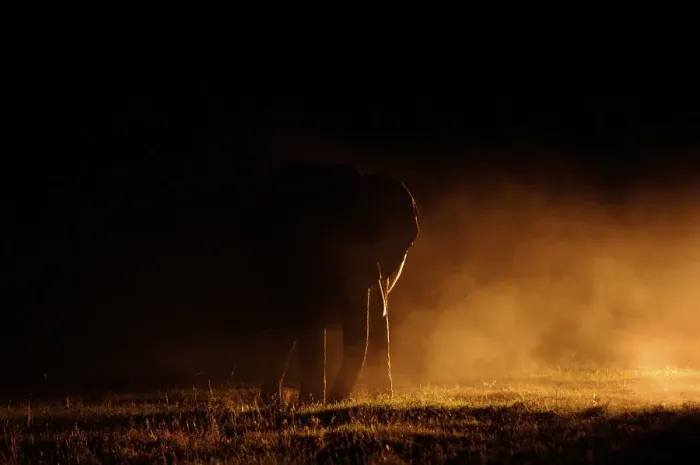 Framed Print : Elephant with dust and spotlight, Ol Pejeta, Kenya