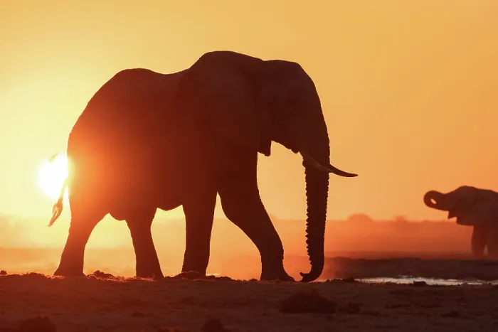 Framed Print : Elephant in a dusty golden sunset at a waterhole, Nxai Pan National Park, Botswana Framed Print : Elephant in a dusty golden sunset at a waterhole, Nxai Pan National Park, Botswana