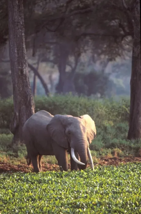 Framed Print : Elephant in early morning mist feeding on water hyacinths Framed Print : Elephant in early morning mist feeding on water hyacinths