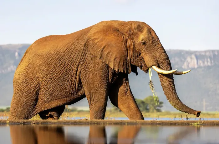 Framed Print : Elephant eating, Zimanga Private Game Reserve, Natal, South Africa