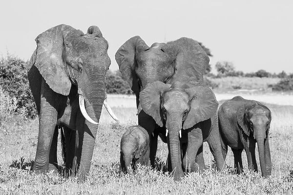 Elephant family, Okavango Delta, Botswana