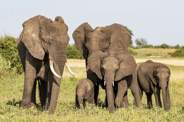 Elephant family, Okavango Delta, Botswana