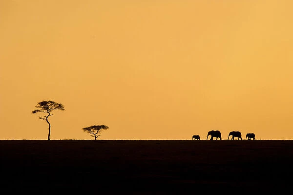An elephant family silhouetted with an acacia tree on the horizon, Serengeti, Tanzania