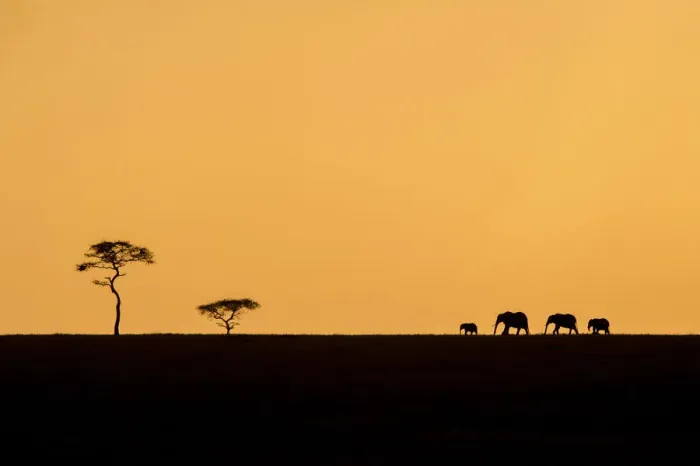 Framed Print : An elephant family silhouetted with an acacia tree on the horizon, Serengeti, Tanzania Framed Print : An elephant family silhouetted with an acacia tree on the horizon, Serengeti, Tanzania