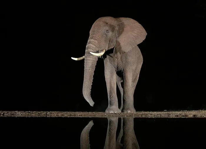 Framed Print : Elephant at floodlit watering hole at night, Zimanga Private Game Reserve, Natal, South Africa