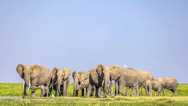 Elephant herd, Amboseli National Park, Kenya