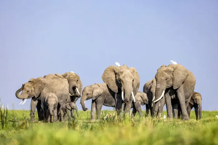 Framed Print : Elephant herd, Amboseli National Park, Kenya Framed Print : Elephant herd, Amboseli National Park, Kenya