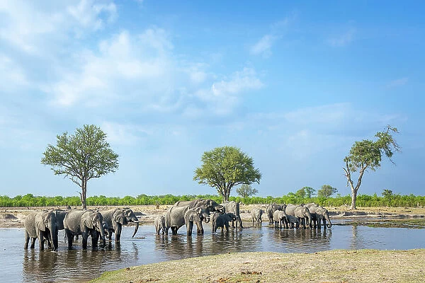 Elephant herd drinking, Okavango Delta, Botswana